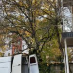 FFM Baum vorhher