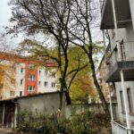 FFM BAumpflege NACHHER